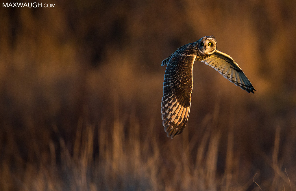 Short-Eared Owl