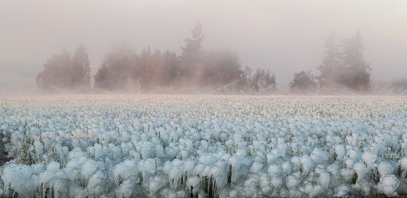 Weyerhaeuser Tree Farm