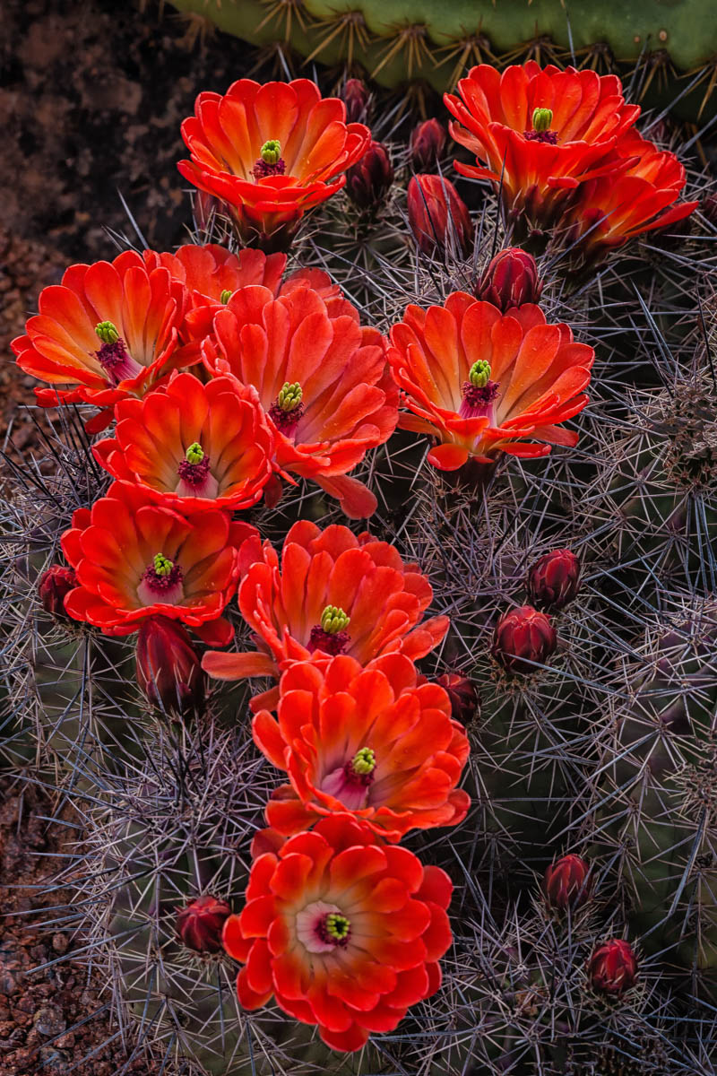 Claret Cup Cactus