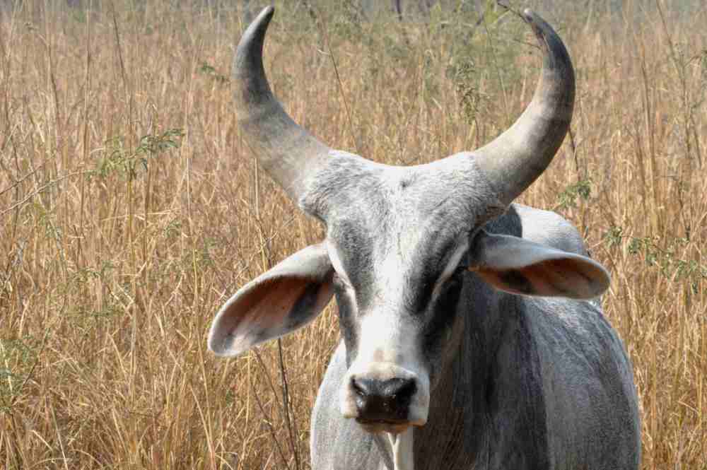 Roaming Free!