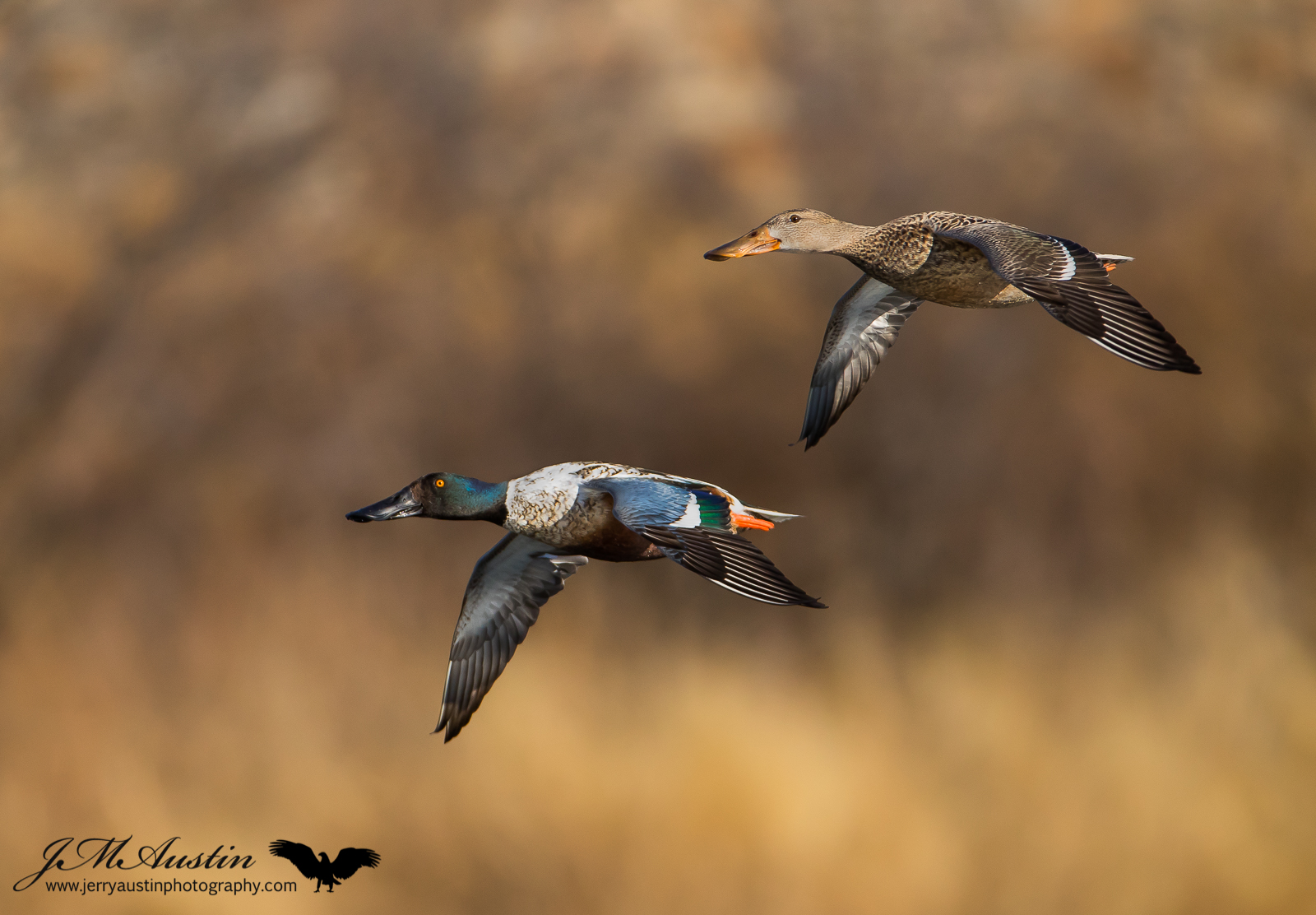 Northern Shoveler Pair