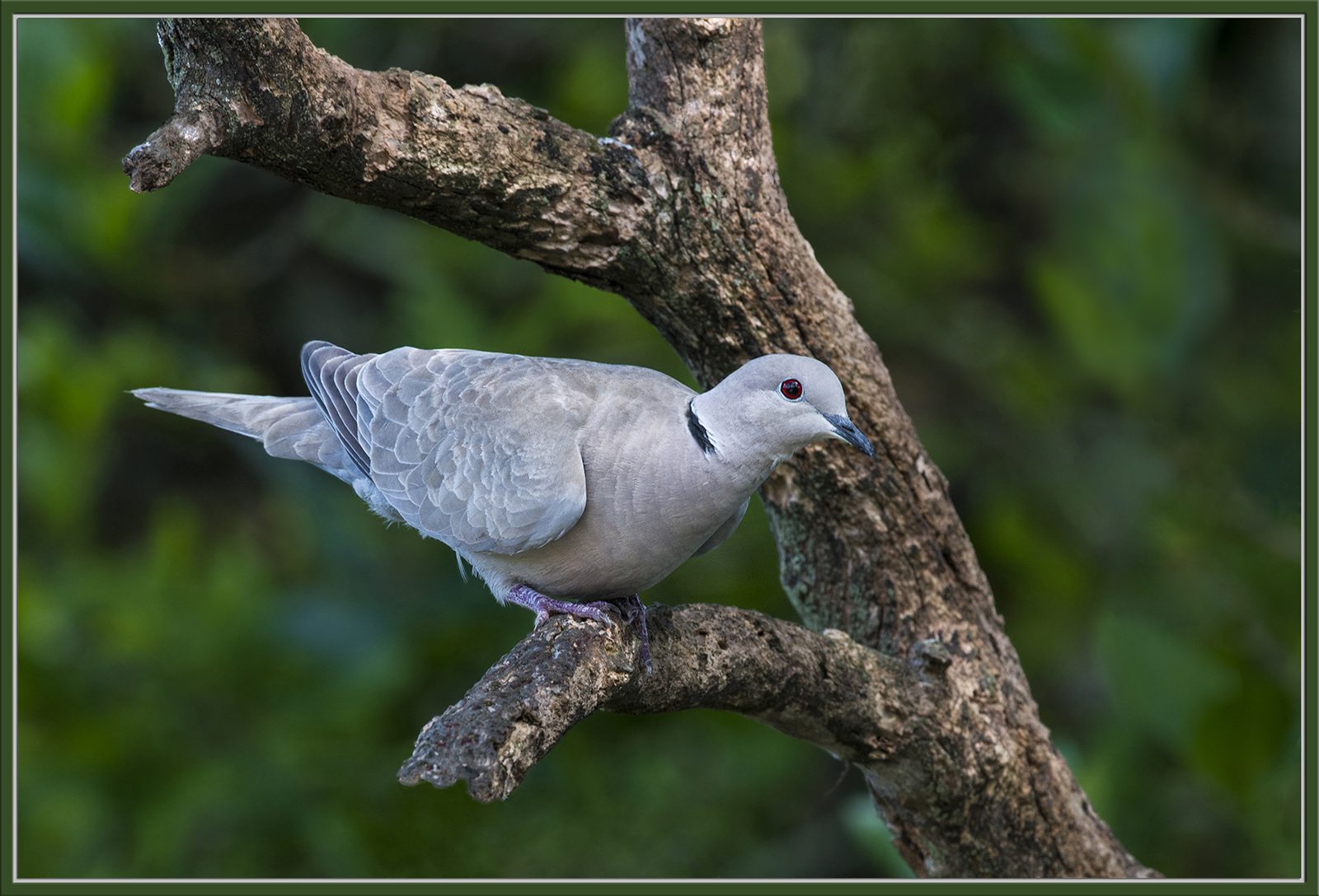 Eurasian Collared-Dove