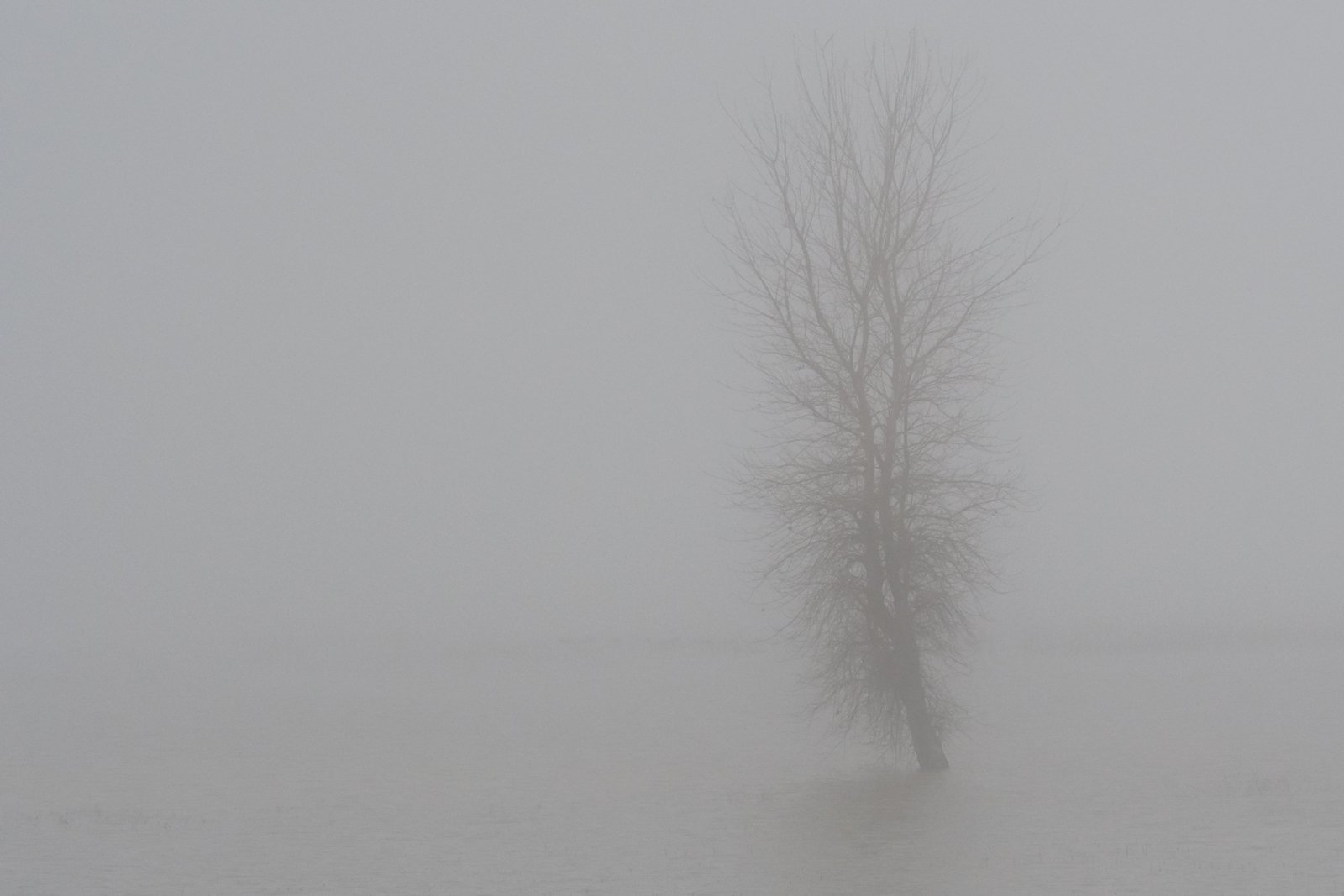 Tree and Fog