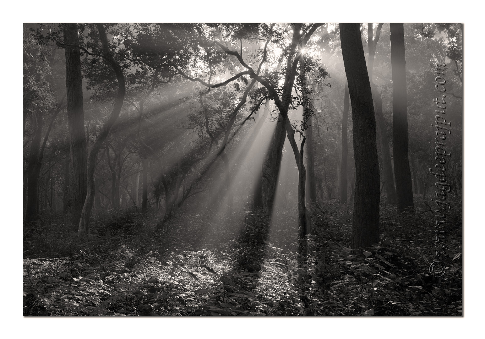 The Sal forest
