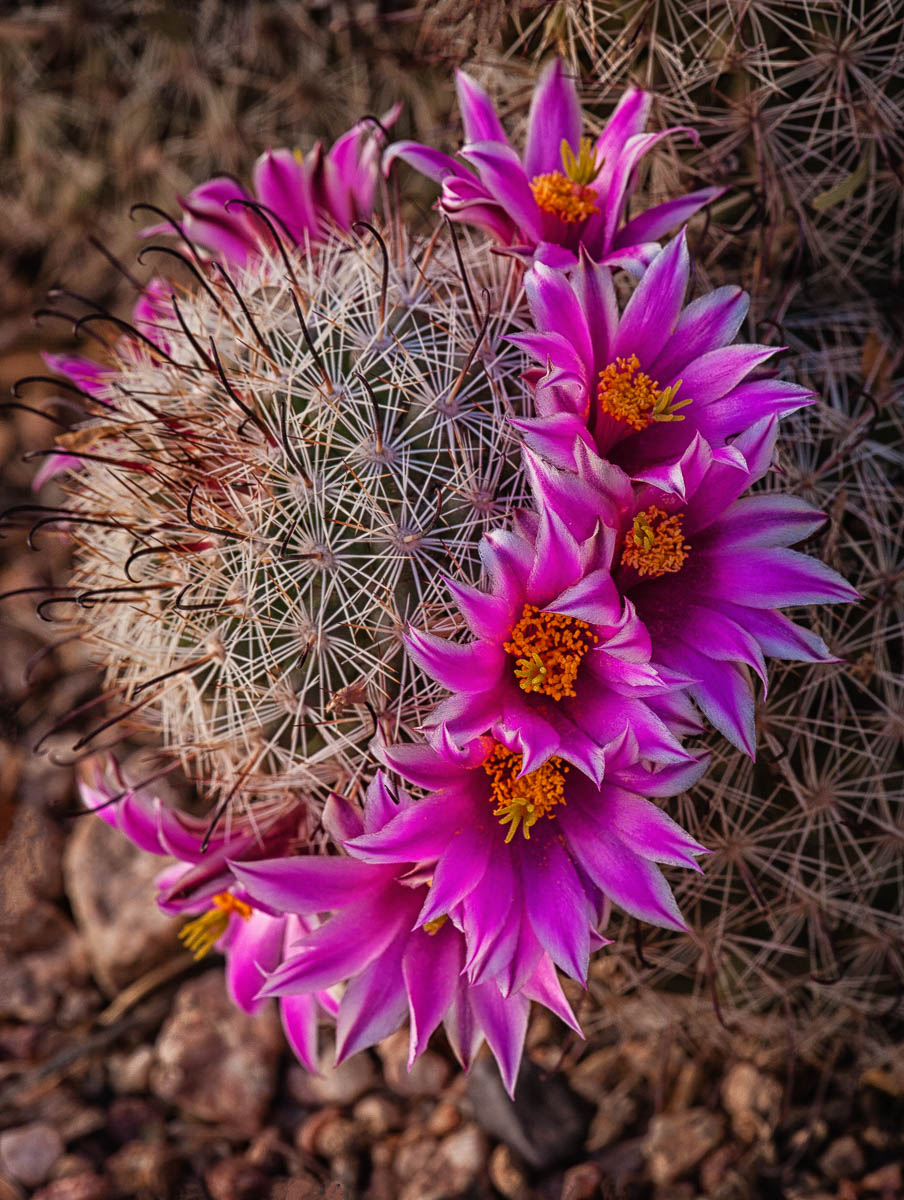 Cactus Flowers