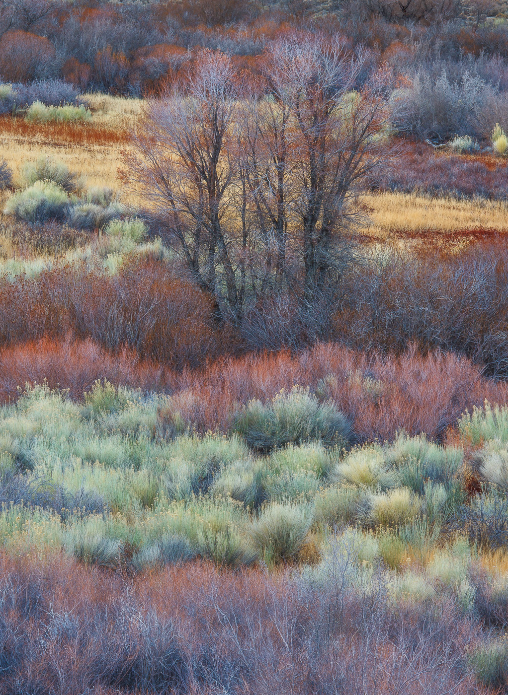 Winter Mosaic + repost