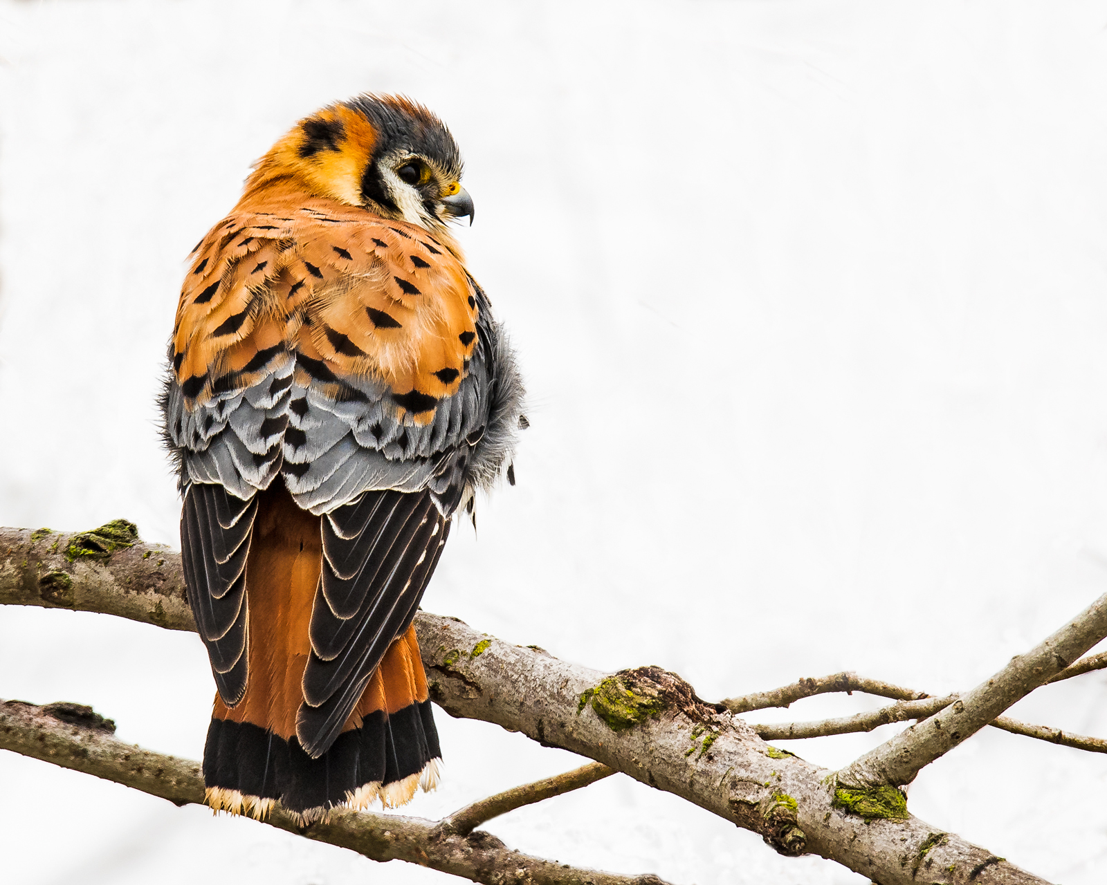 American Kestrel & Repost