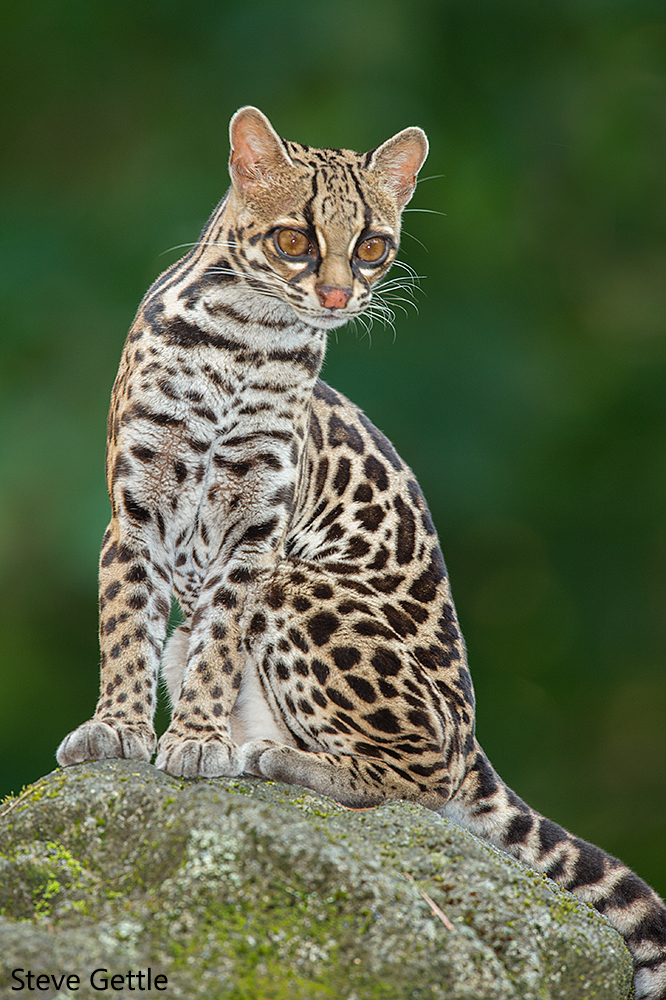Jungle Cat