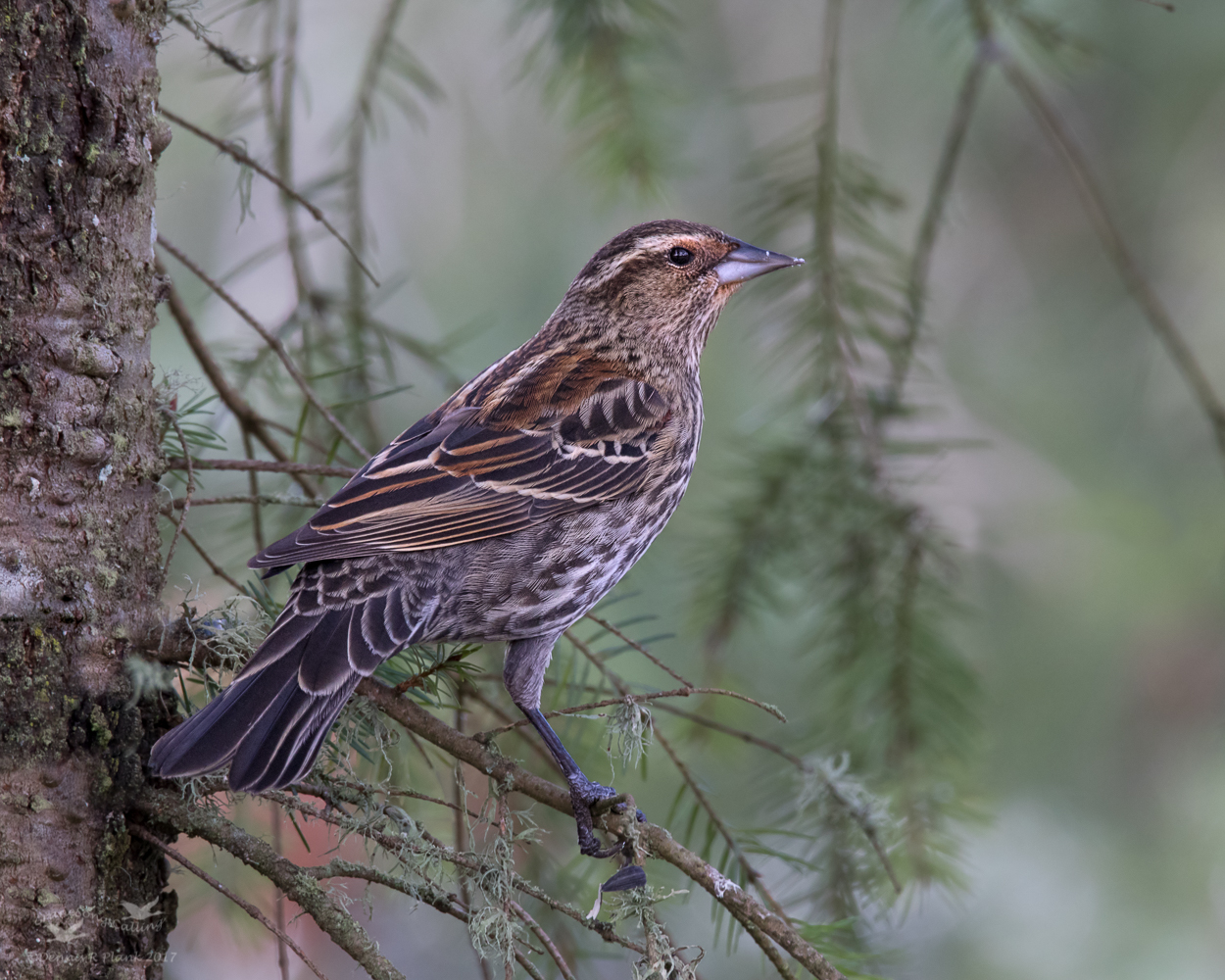 Female RWBB