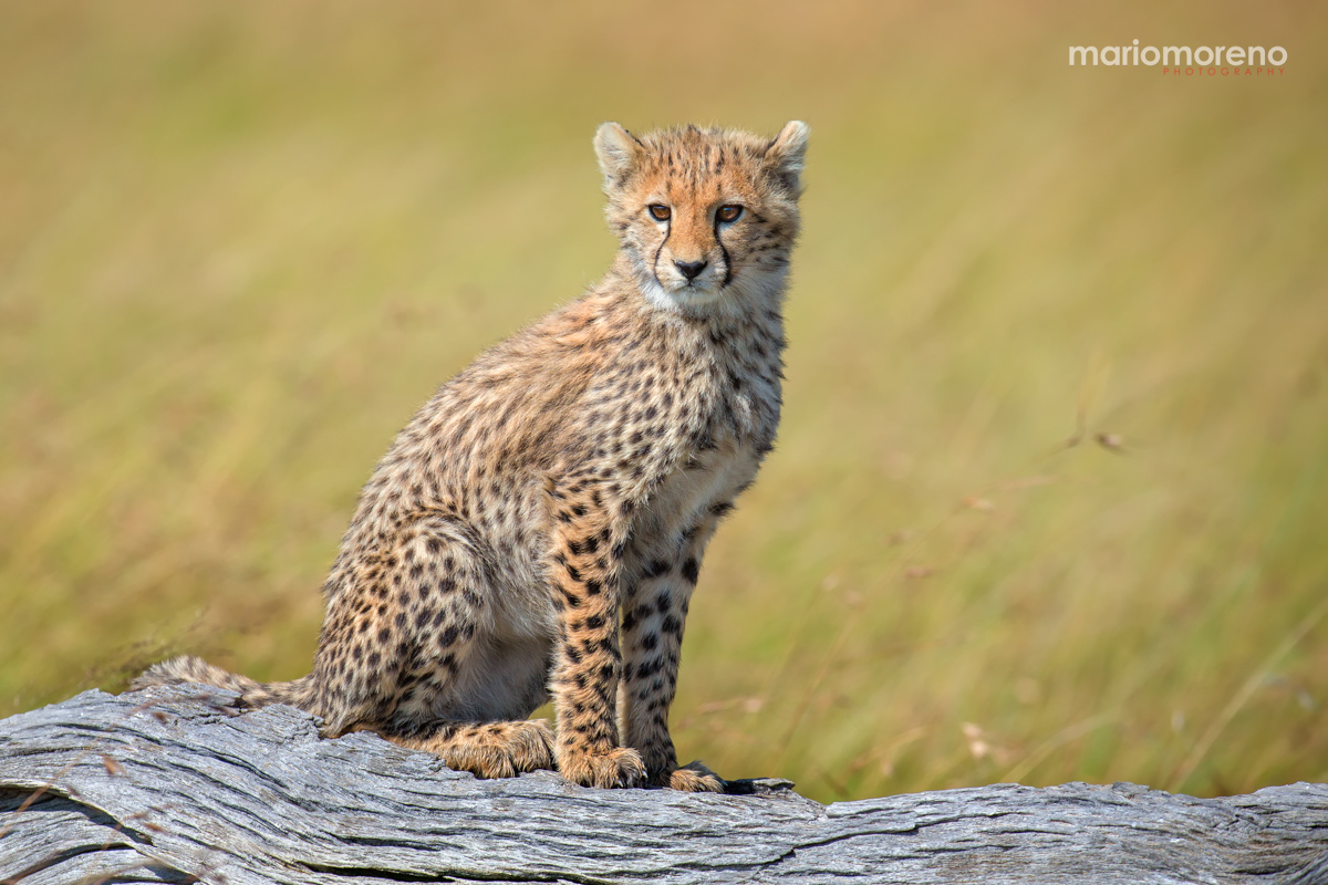 Cheetah on a Tree Trunk