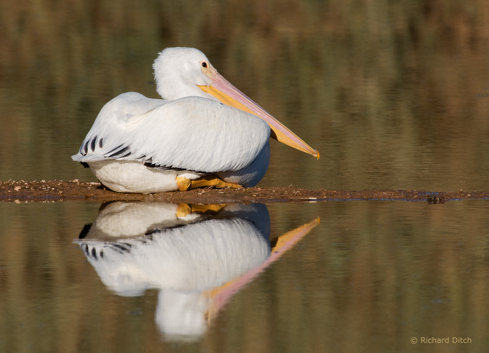 American White Pelican