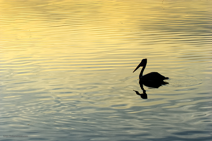 Quiet Evening