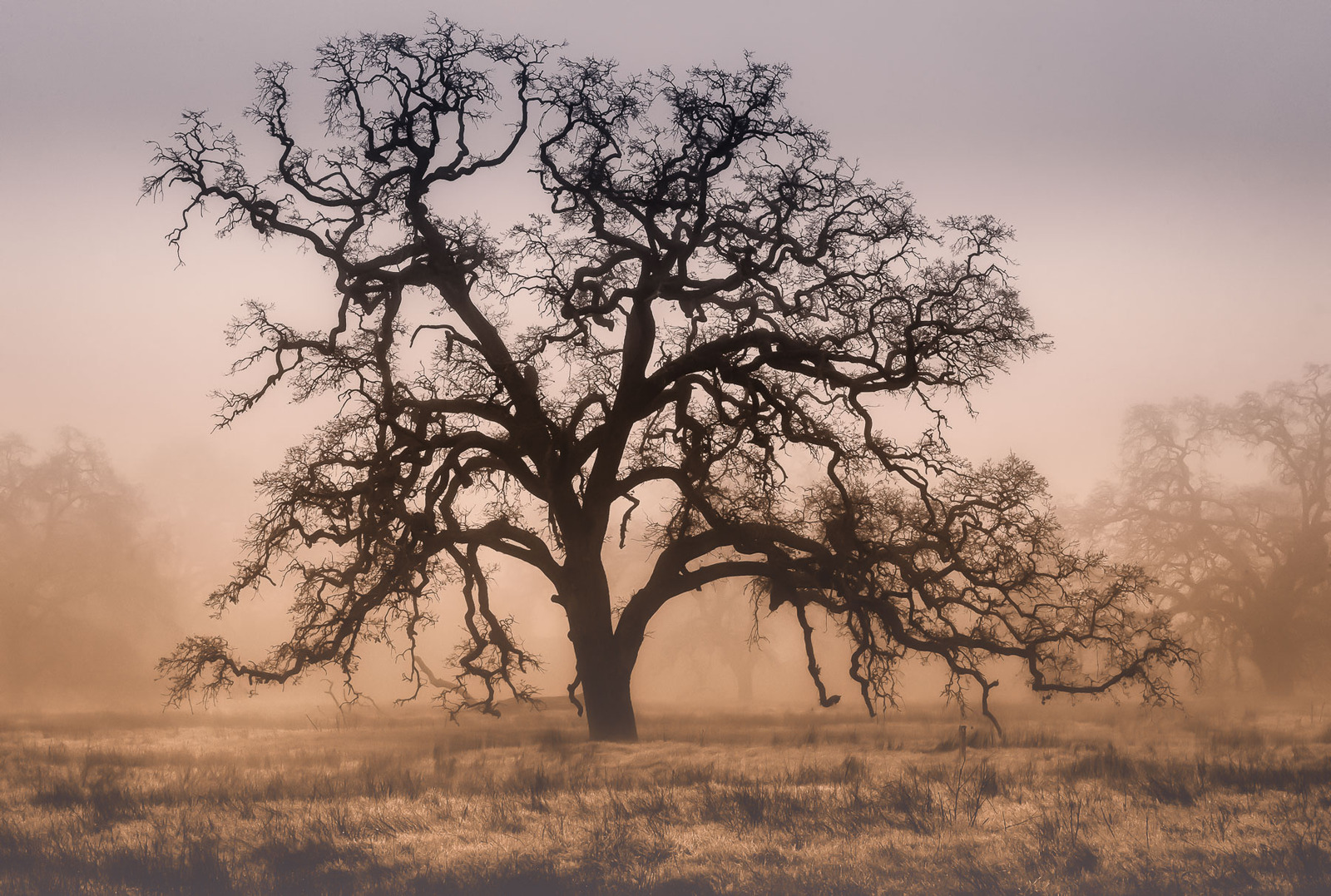 Valley Oak-WC