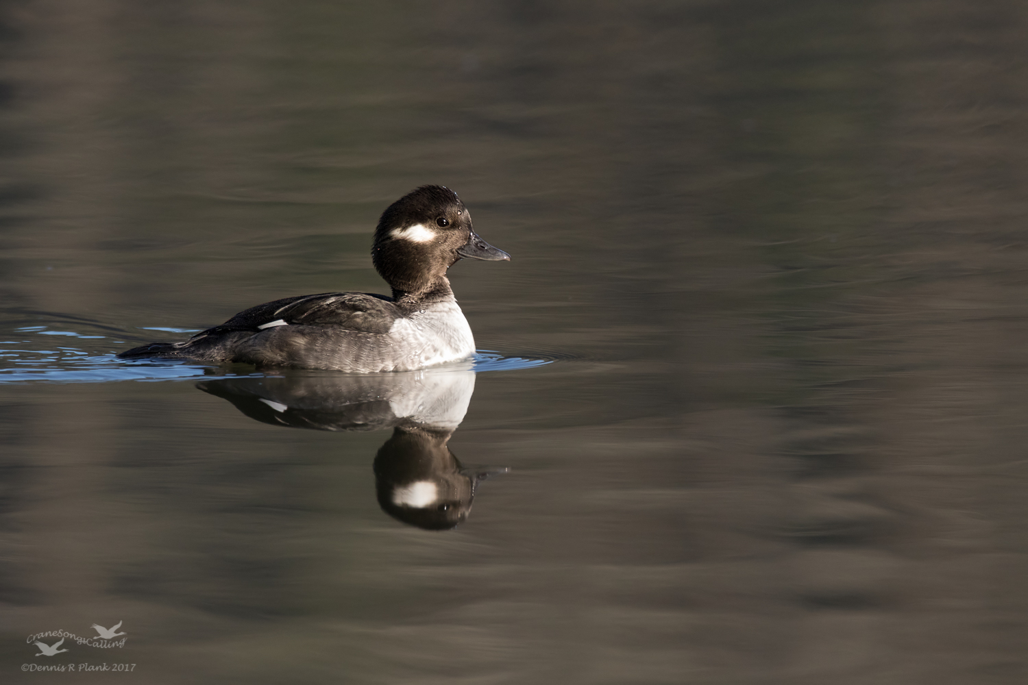 Female Bufflehead