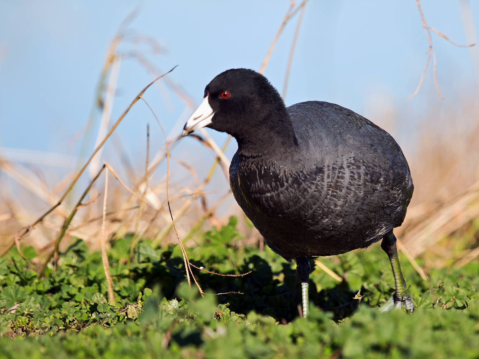 Coot on the Levee