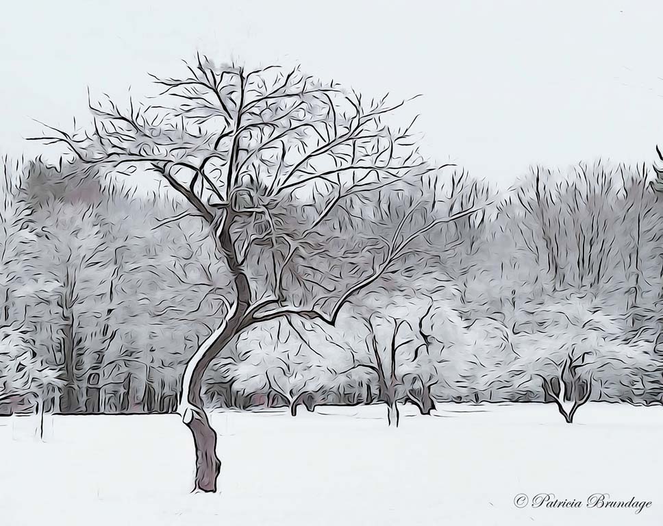 Sugar Coated Orchard