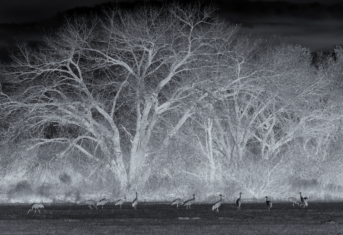 Ghost Trees with Cranes