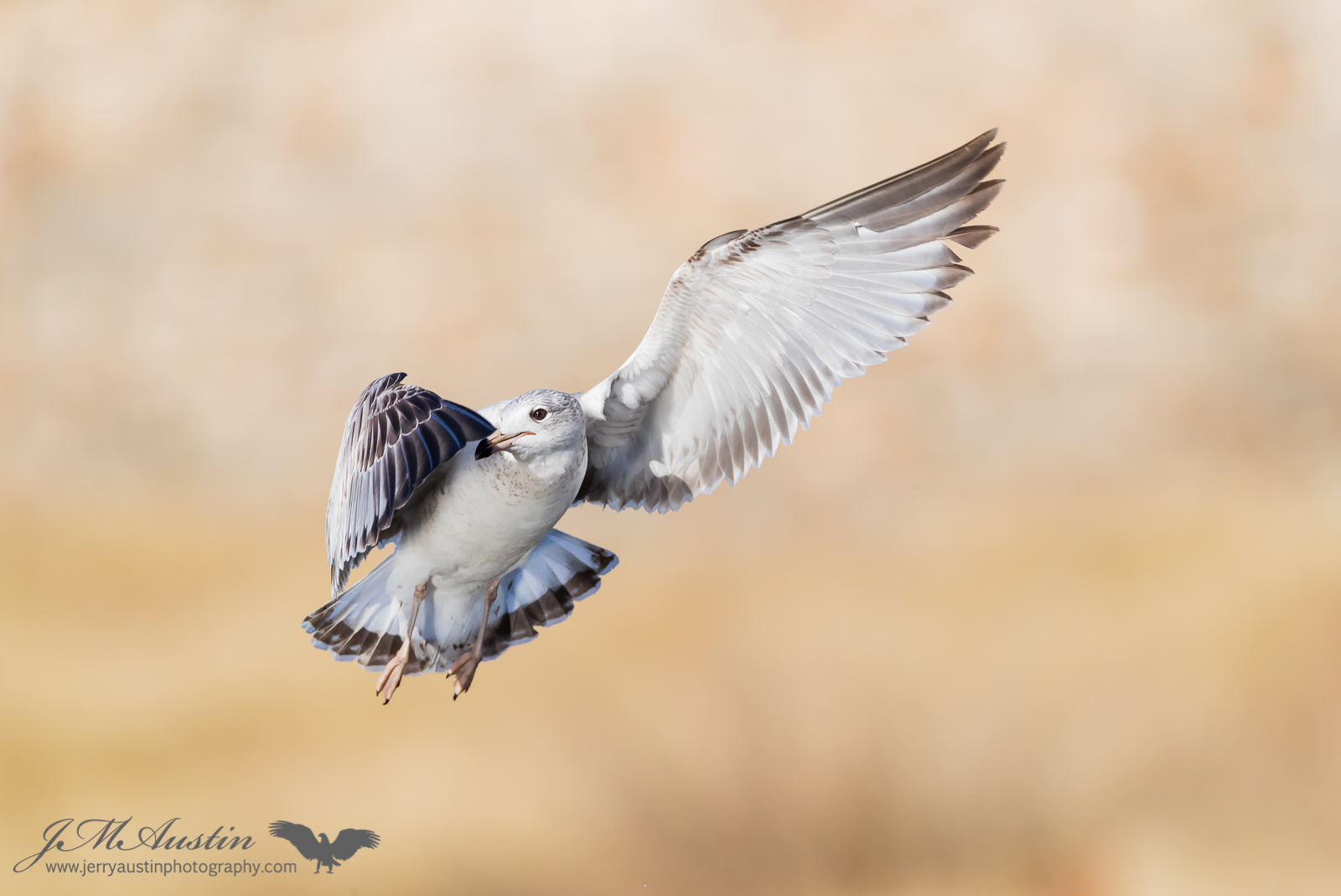 Gull Flight