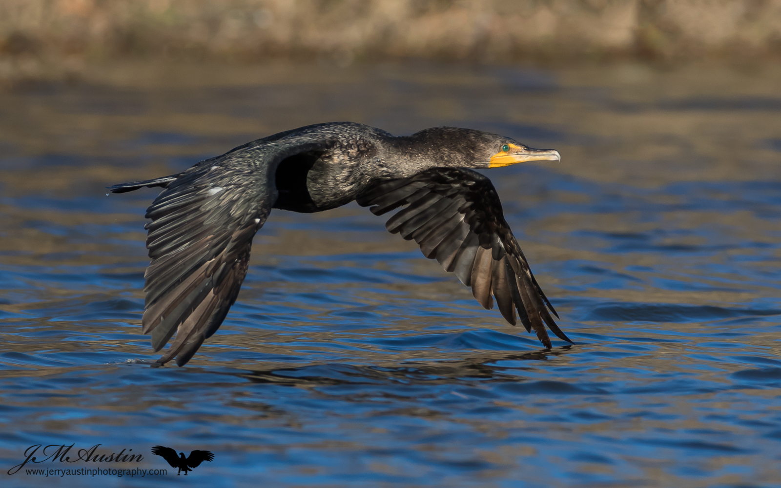 Wing Skimmer