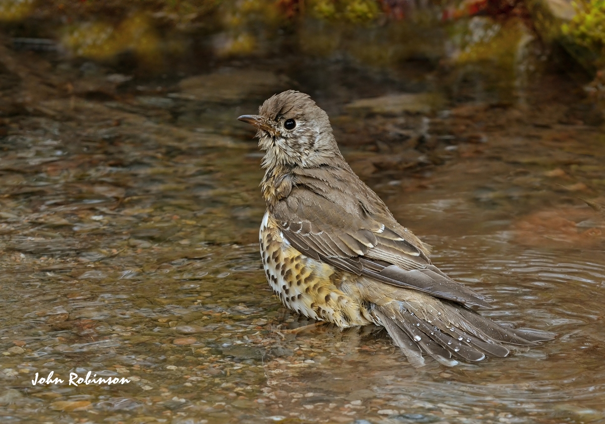 Puddle Time again !