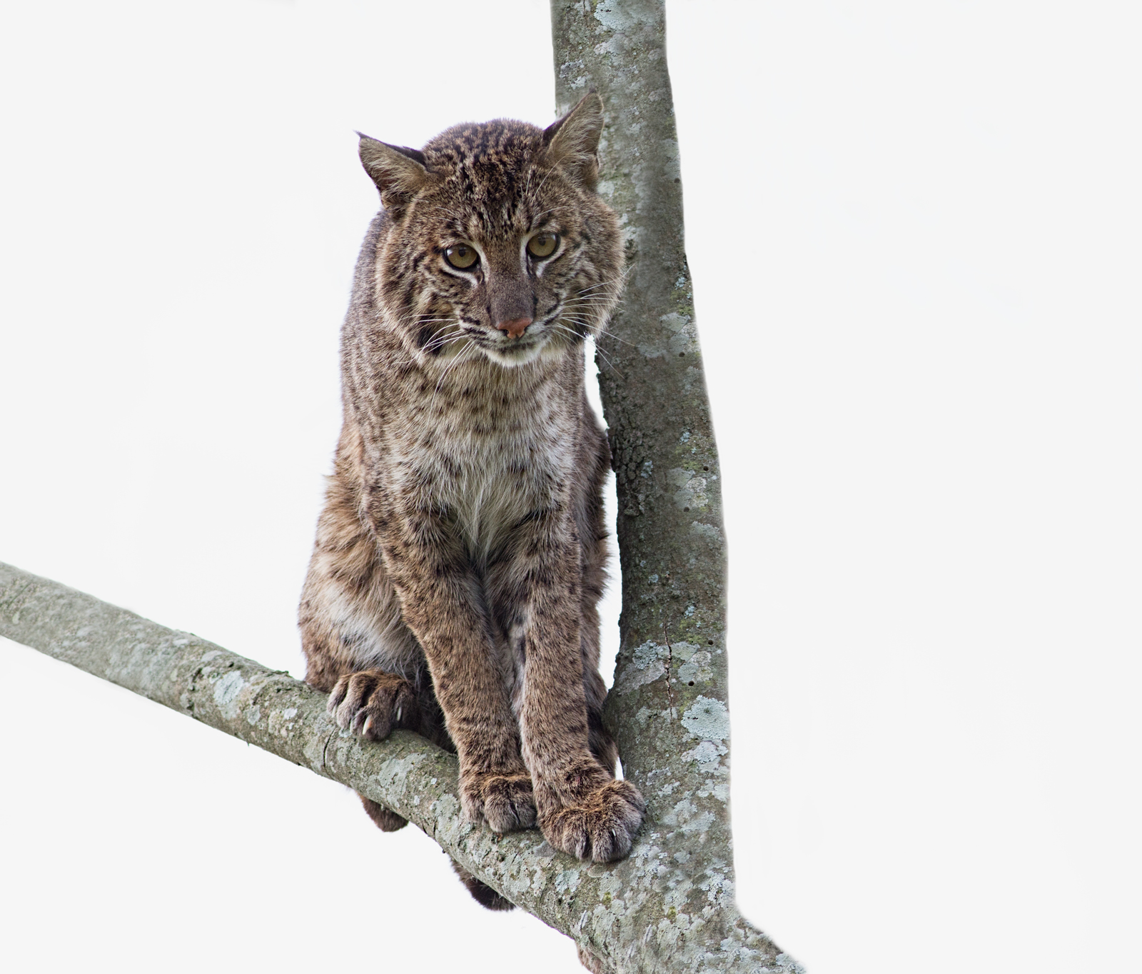 Bobcat! + redo x 3