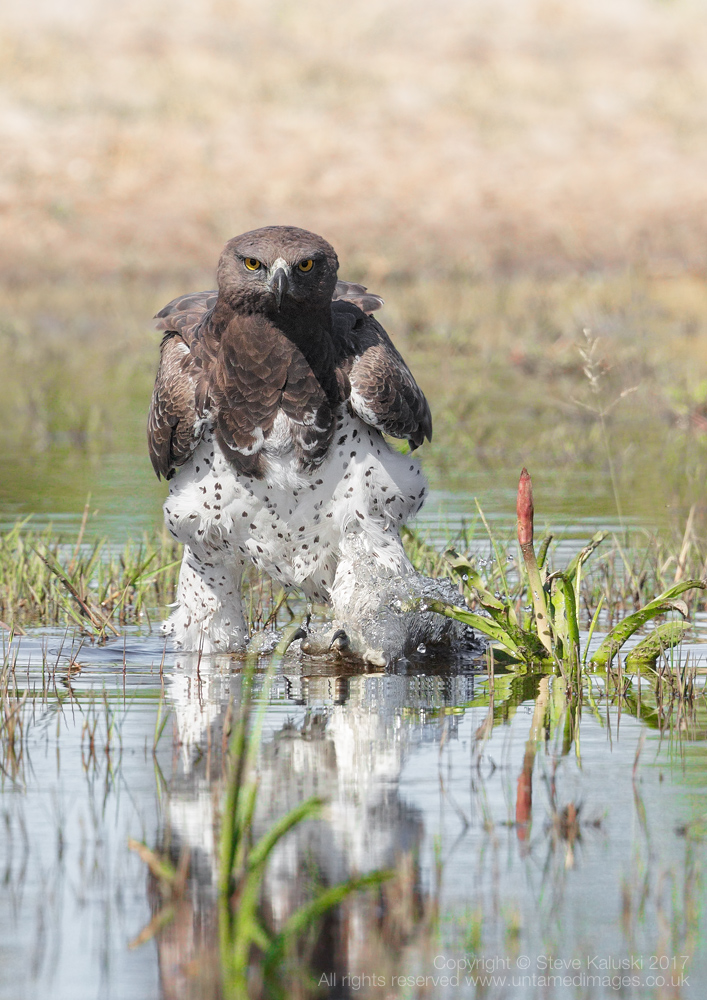 Martial Eagle