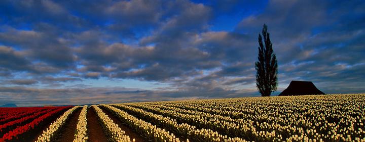 Barn and Tulips, Skagit Valley