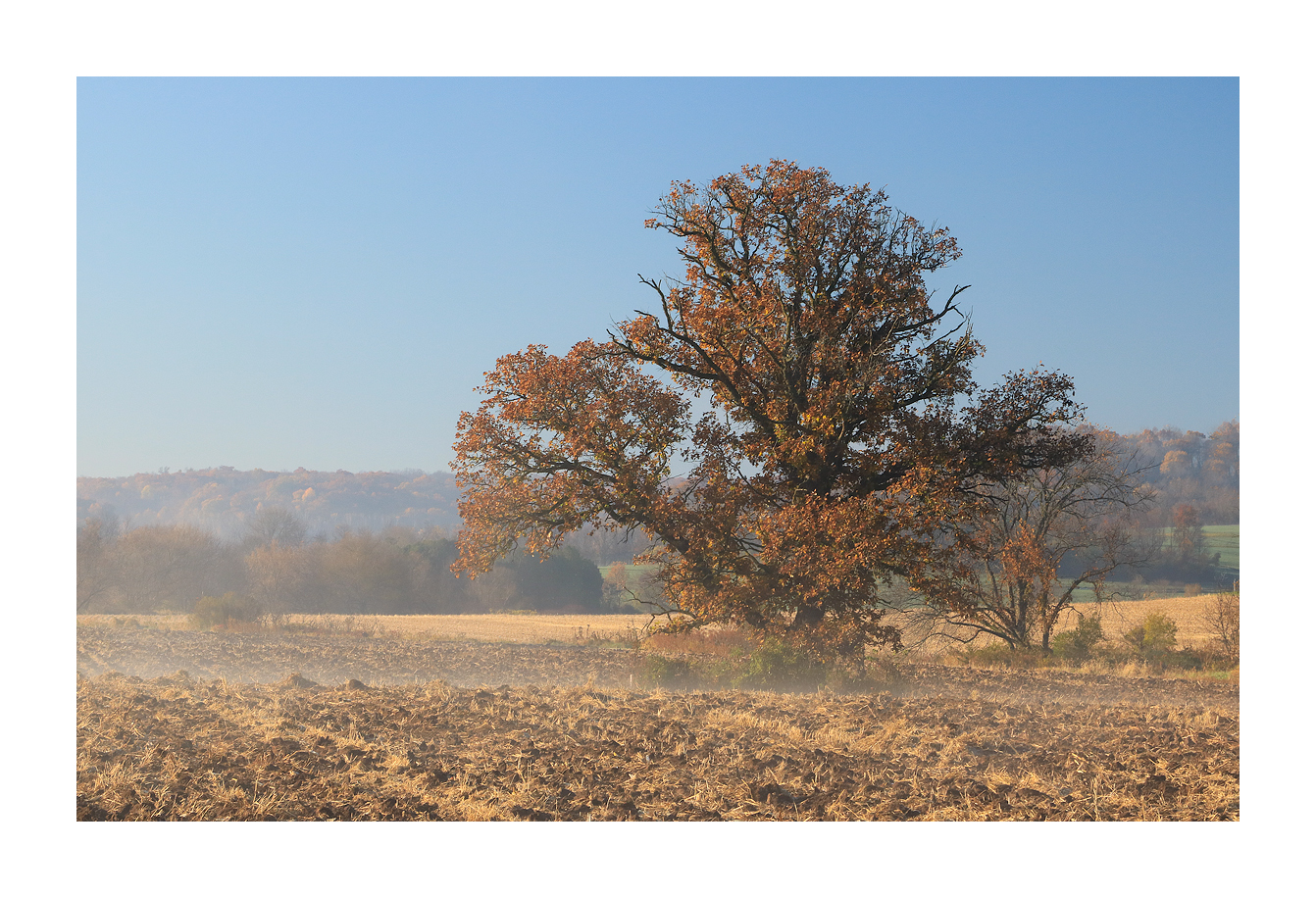 Tree in a Field