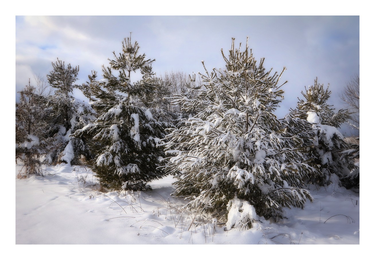 Snow in the Park