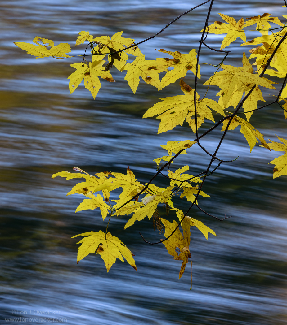 Big Leaf Over #3 & #4
