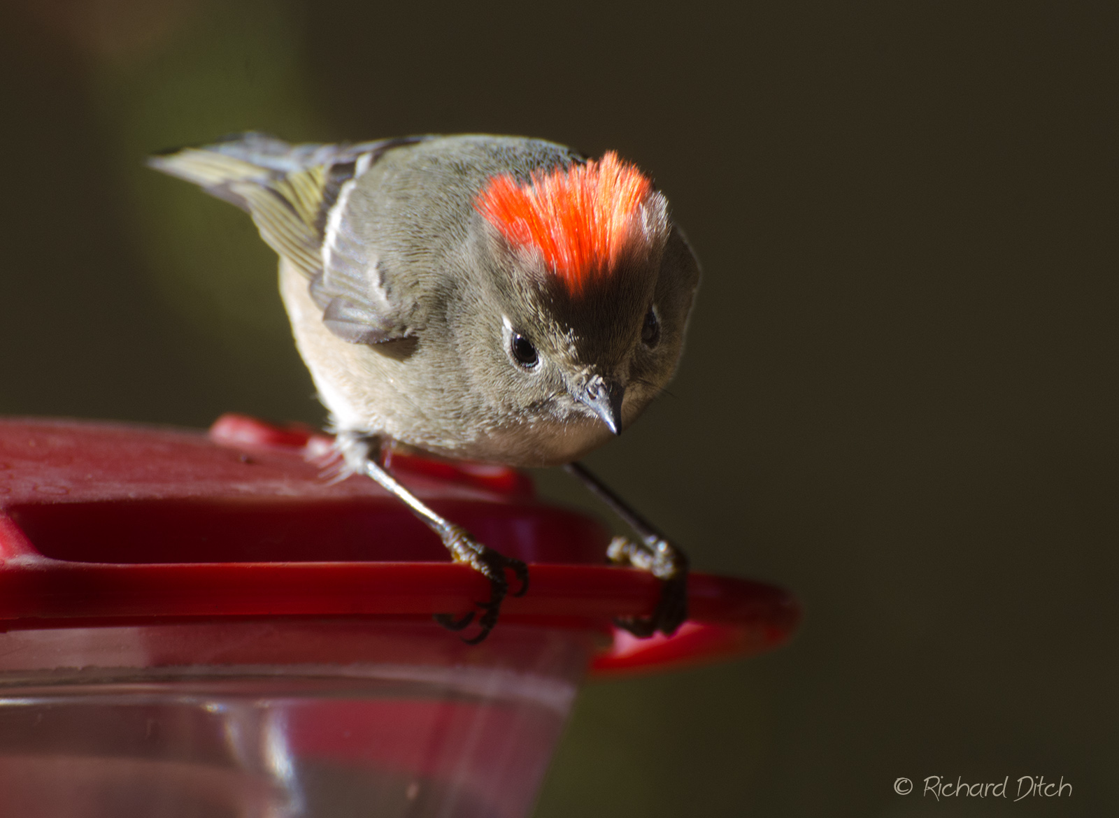 Ruby-crowned Kinglet
