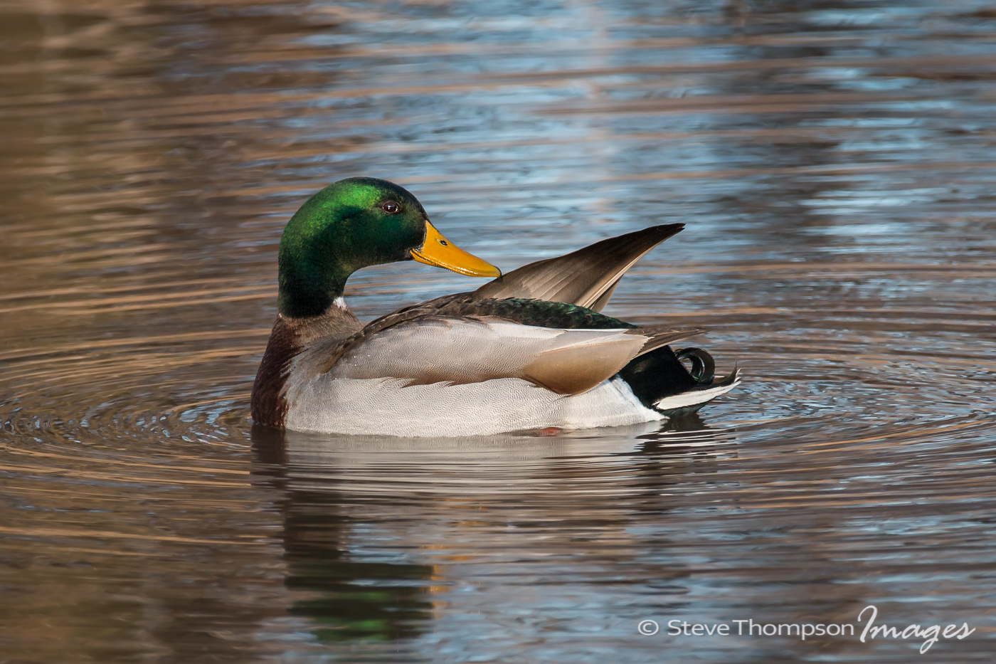 Preening Mallard
