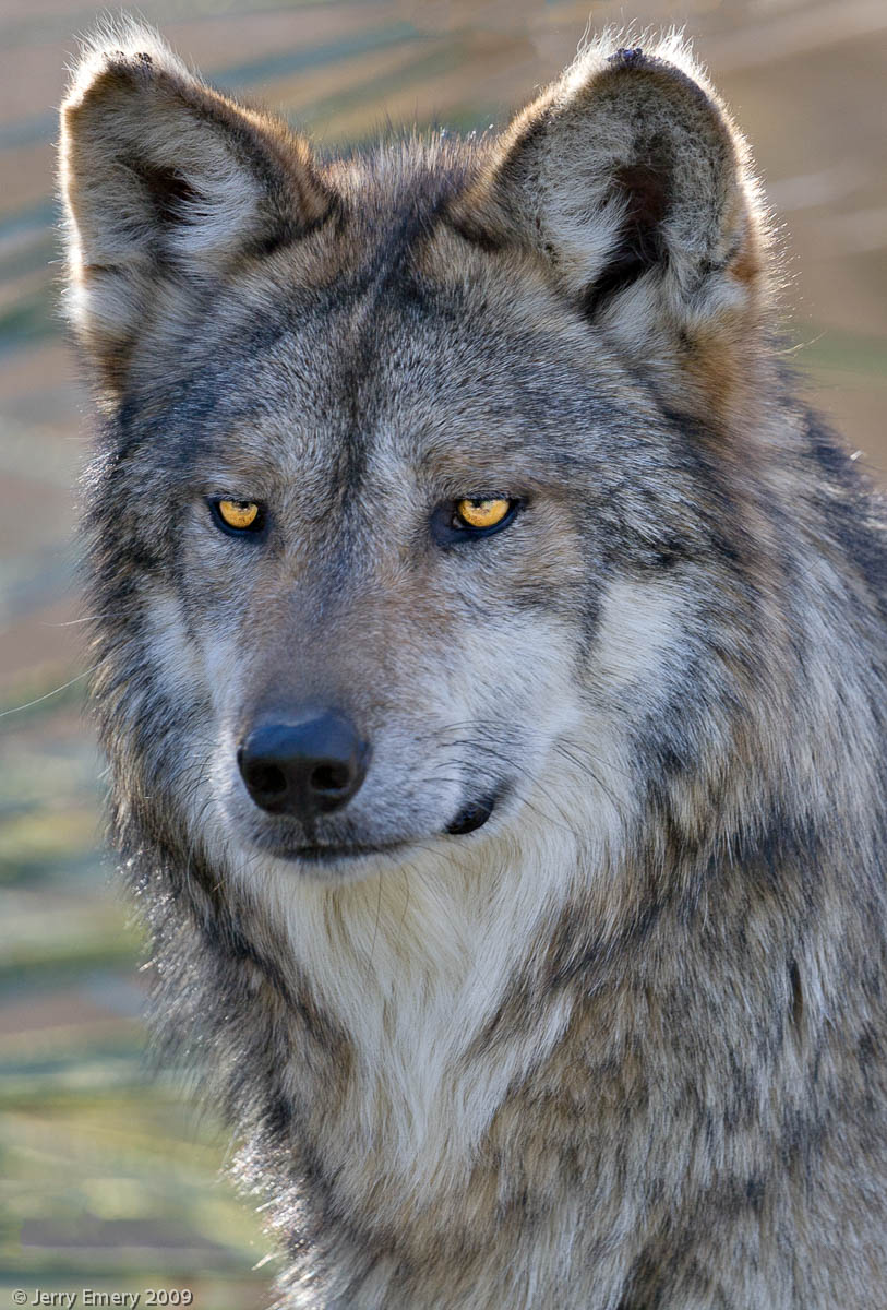 Mexican Wolf