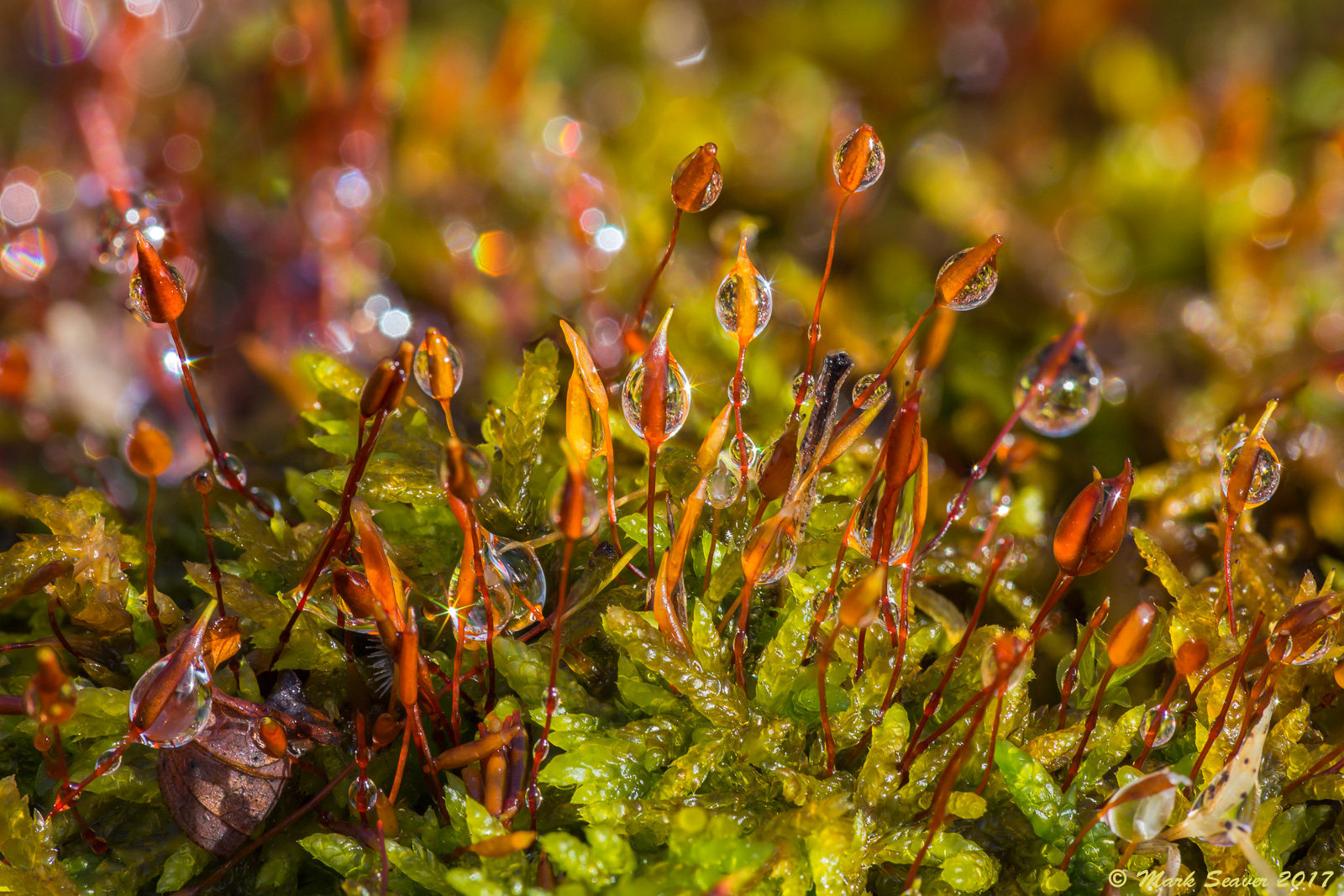 Moss after a rain