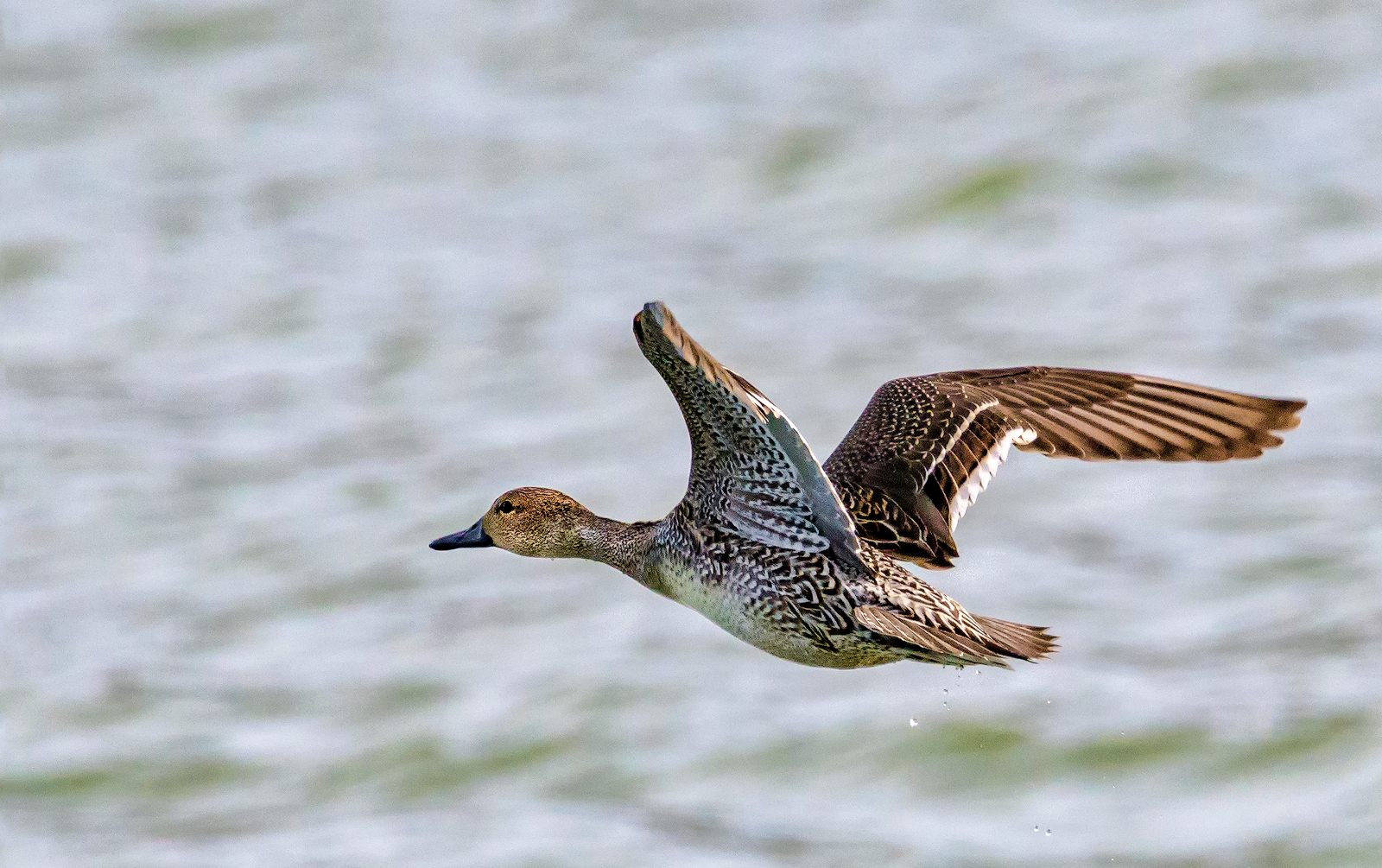 Northern Pintail hen