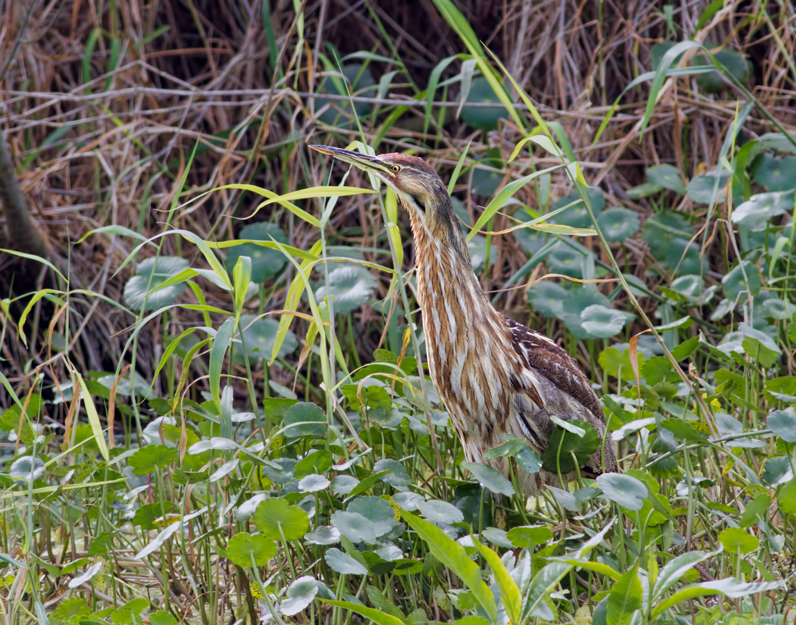American Bittern