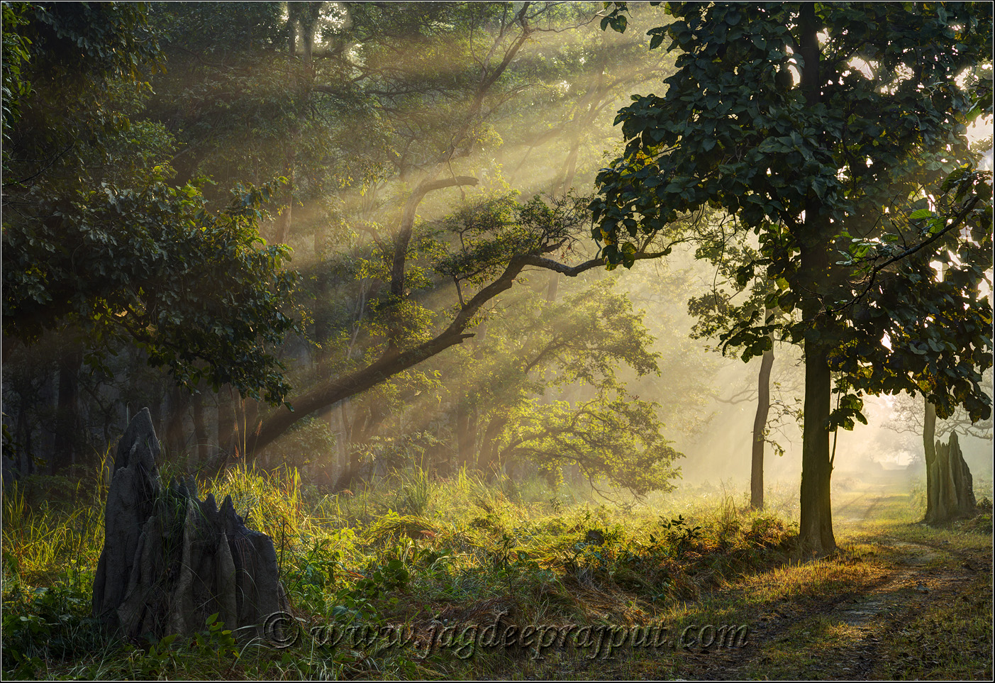 The Sal Forest