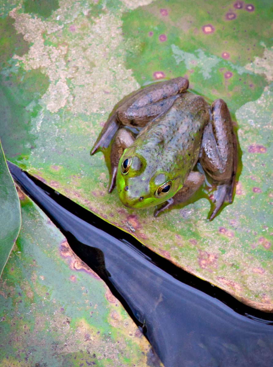 Frog