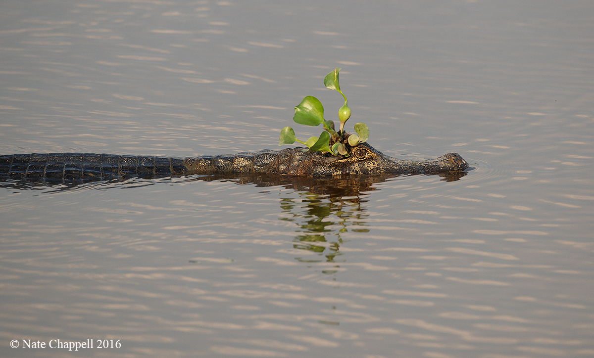 Caiman with Head Dress