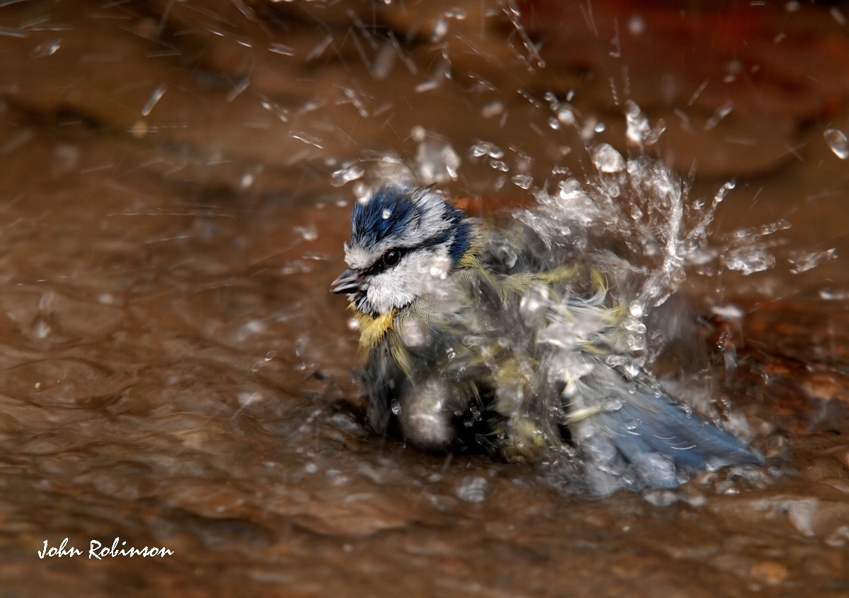 Blue Tit