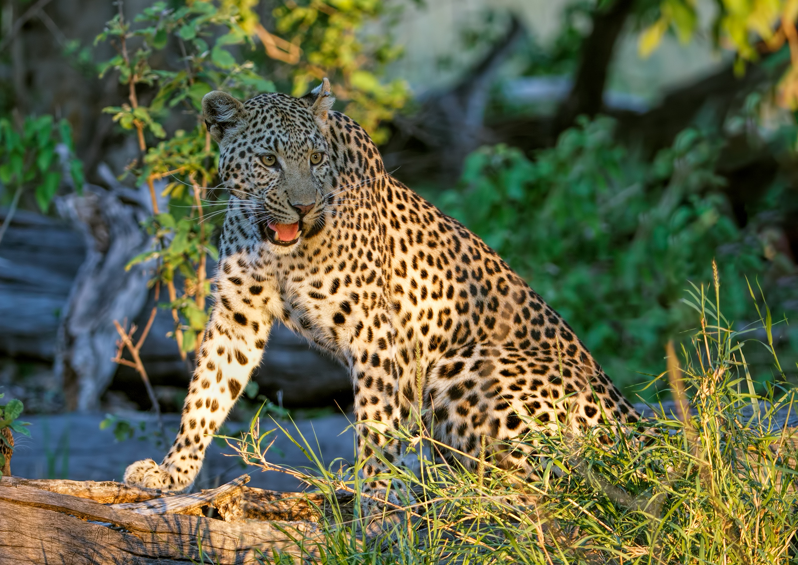 Early Morning Leopardess