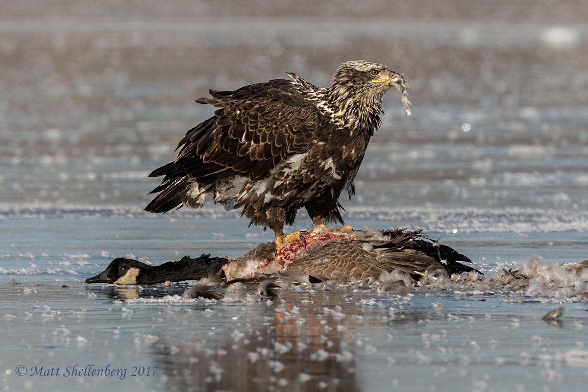 Eagle with Breakfast