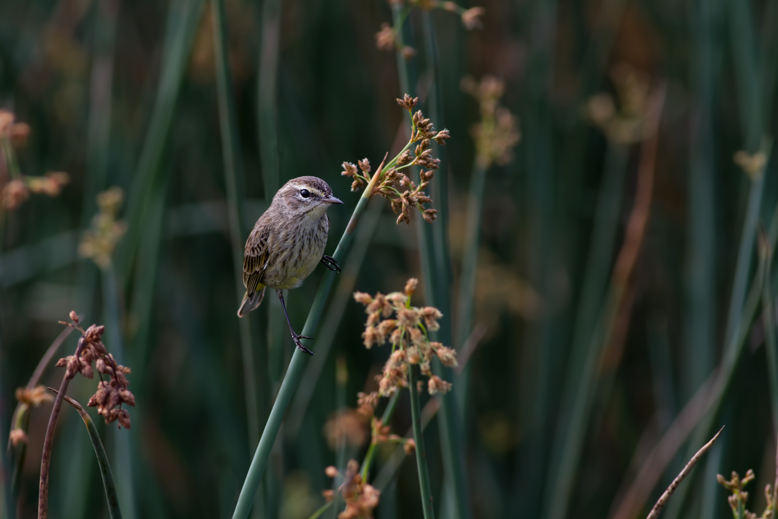Palm Warbler w/redo