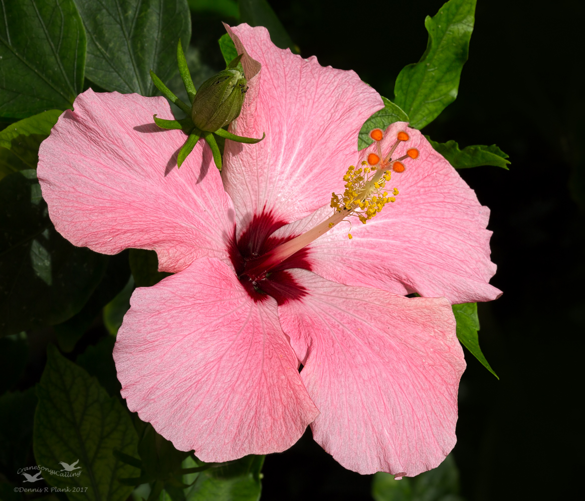 Hibiscus III