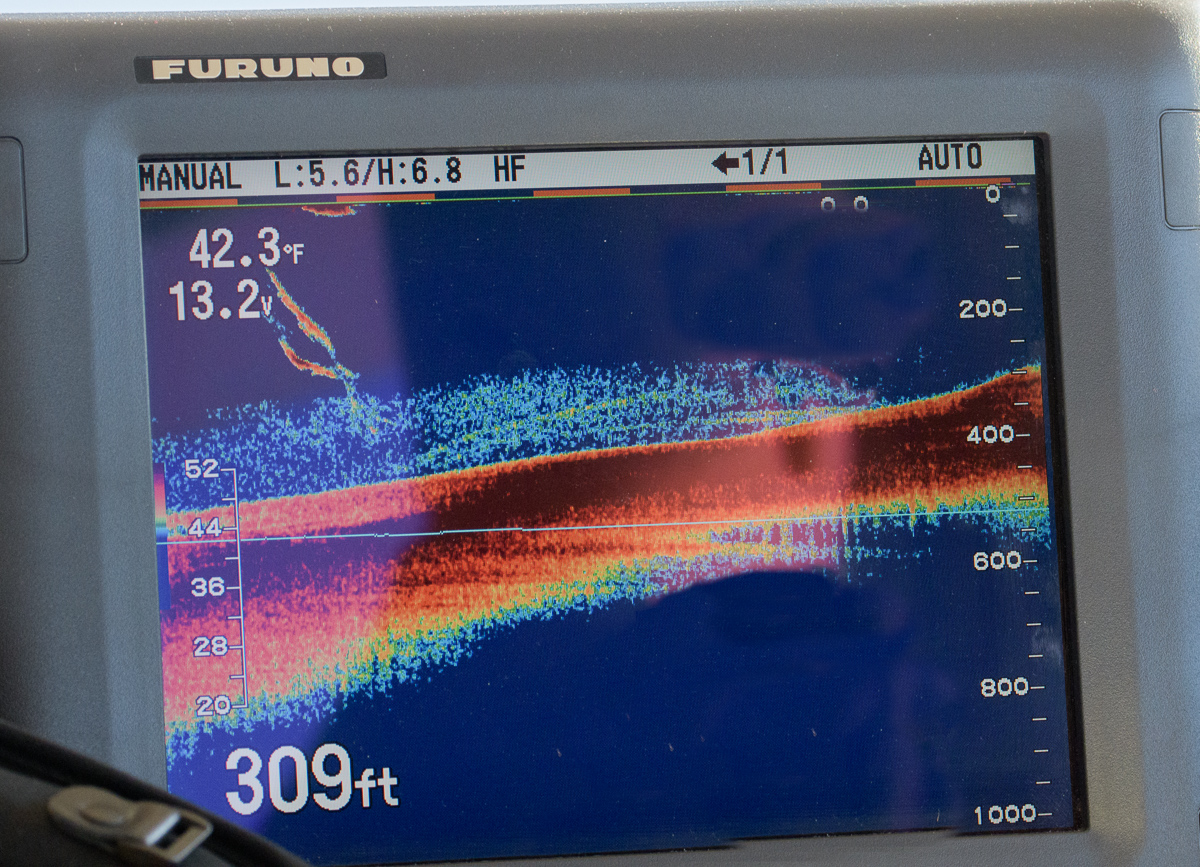 Whale Echo