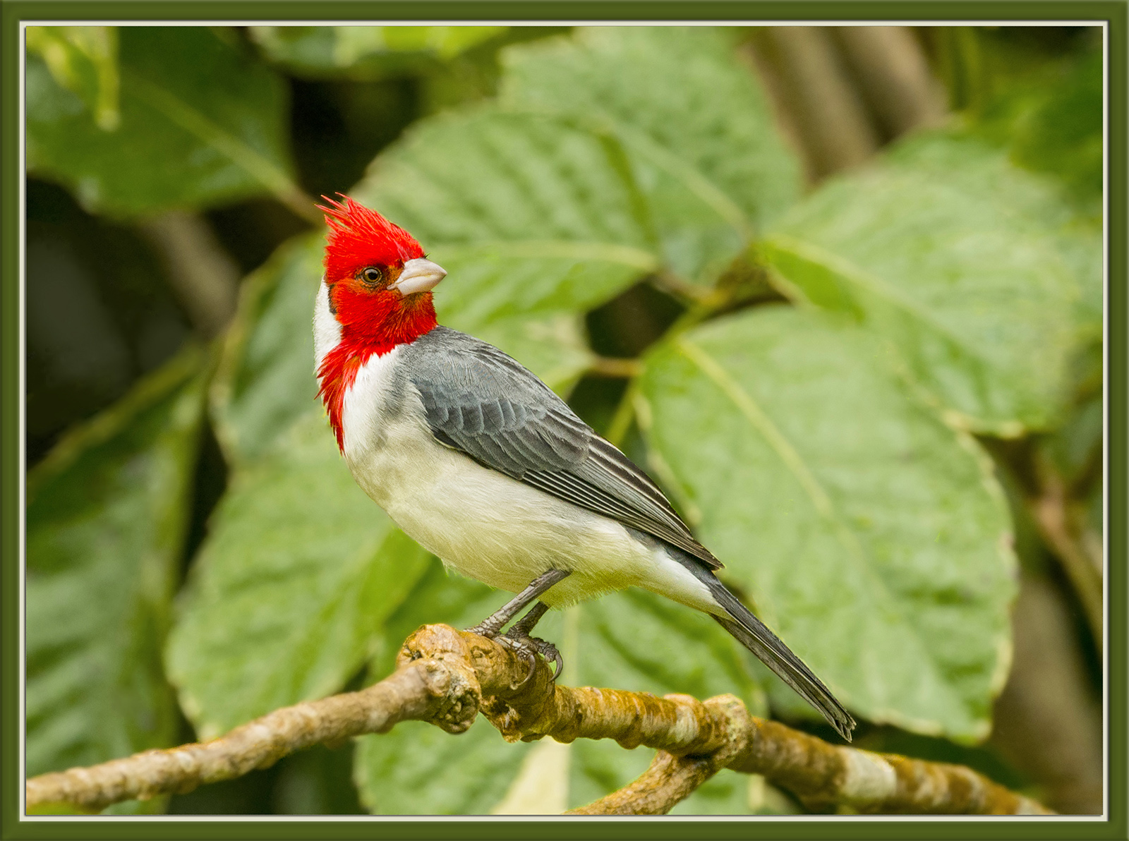 Brazilian Cardinal