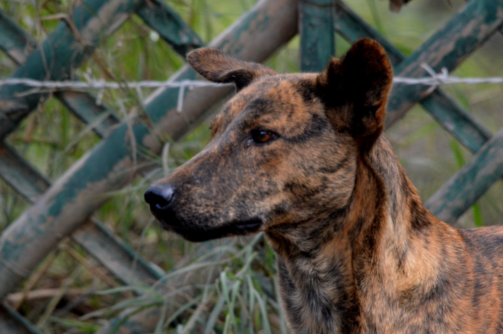 Dog donning hyena print
