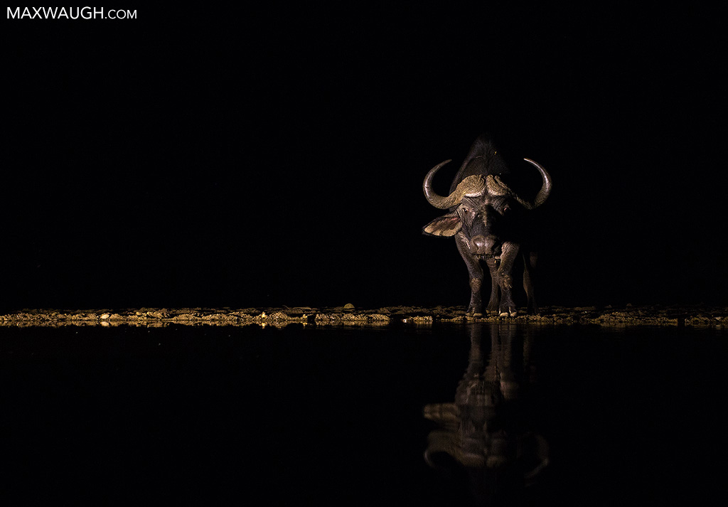 Buffalo at Night
