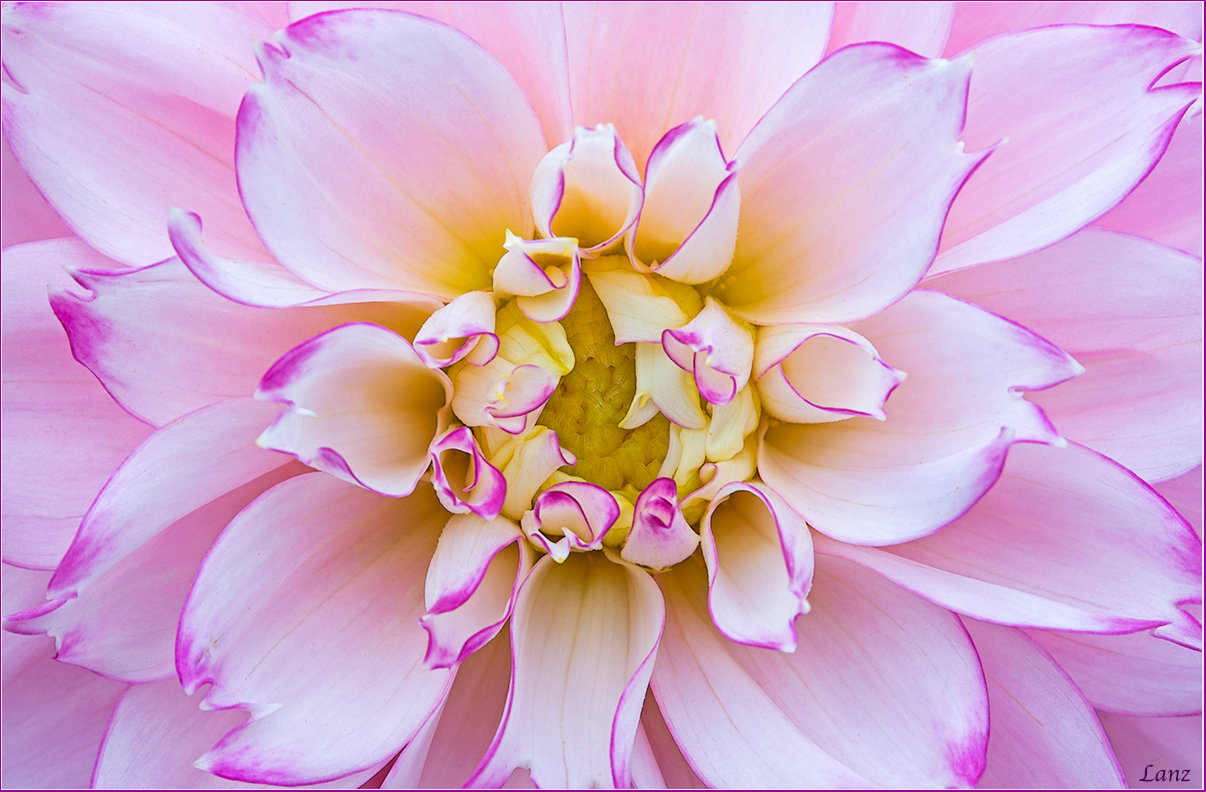 Dahlia