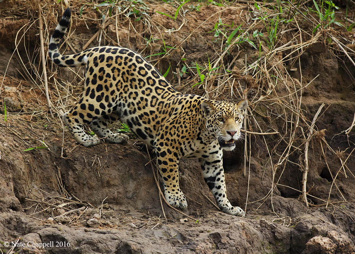Young Jaguar II 